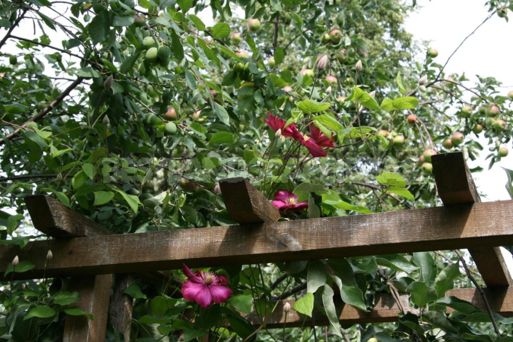 Clematis From My Collection: Types, Varieties, Photos