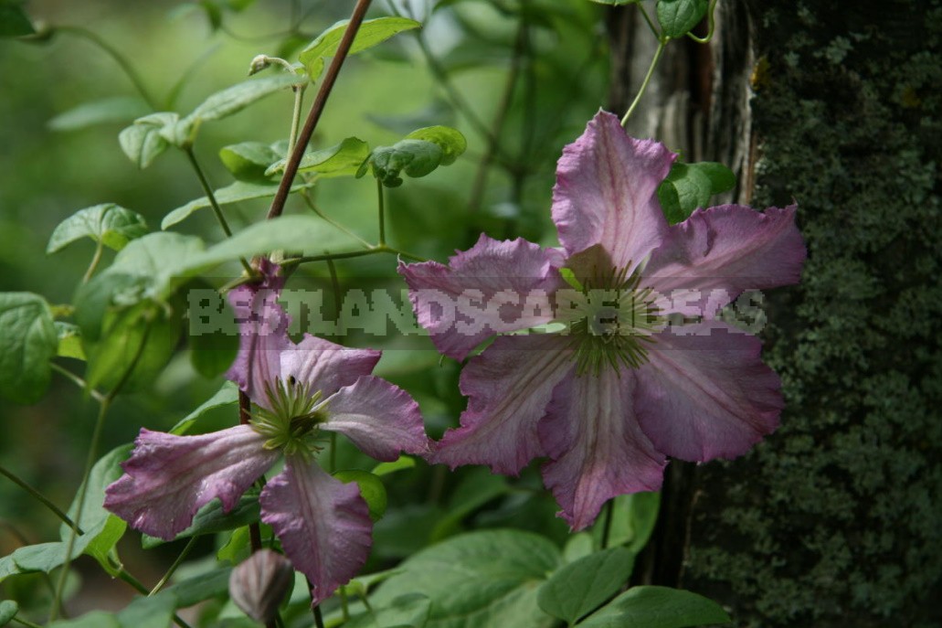Clematis From My Collection: Types, Varieties, Photos