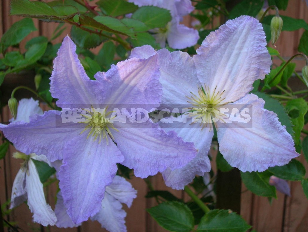 Clematis From My Collection: Types, Varieties, Photos