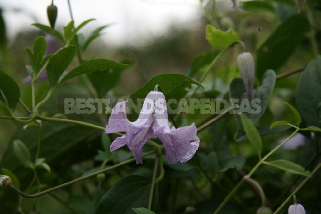 Clematis From My Collection: Types, Varieties, Photos