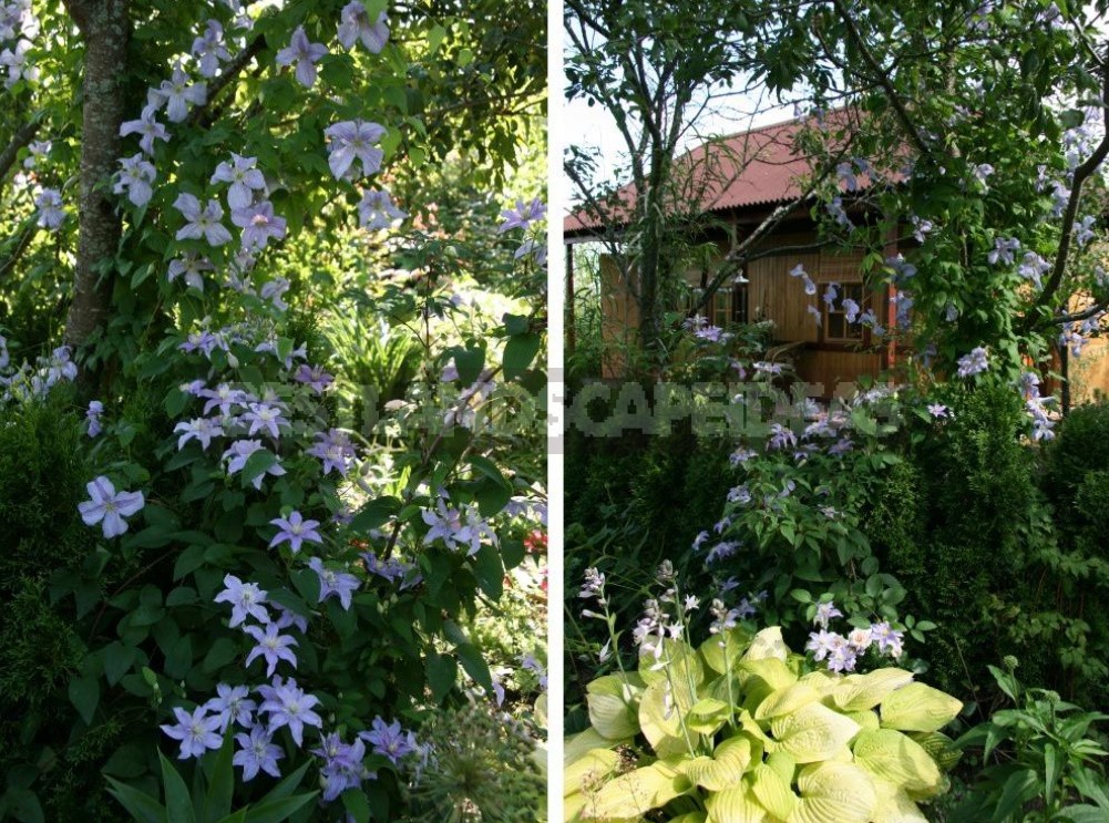 Clematis From My Collection: Types, Varieties, Photos