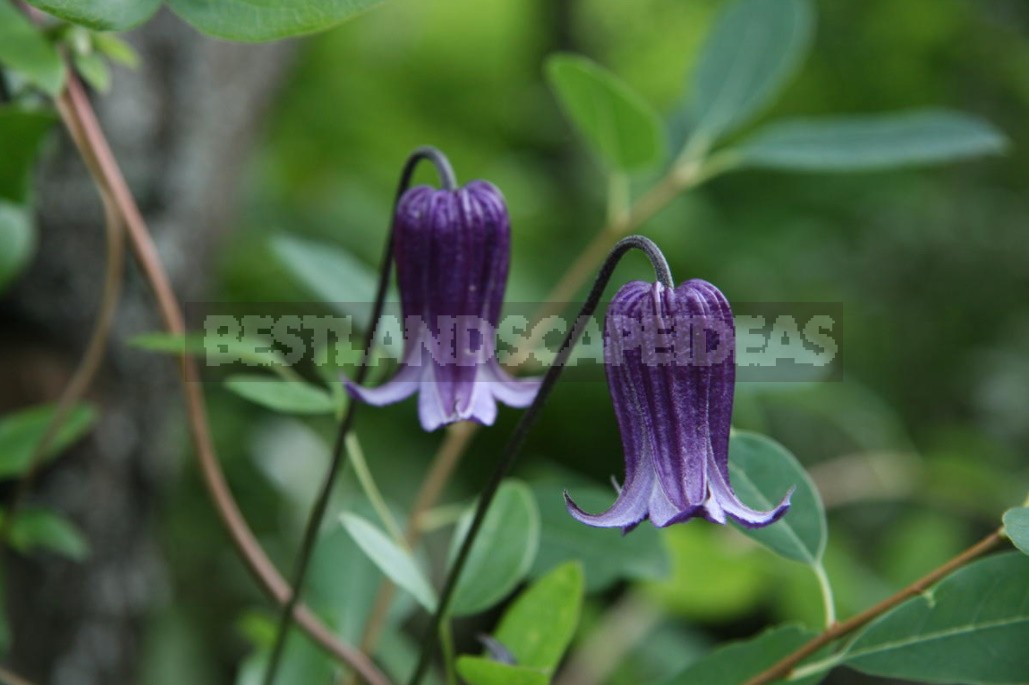 Clematis From My Collection: Types, Varieties, Photos