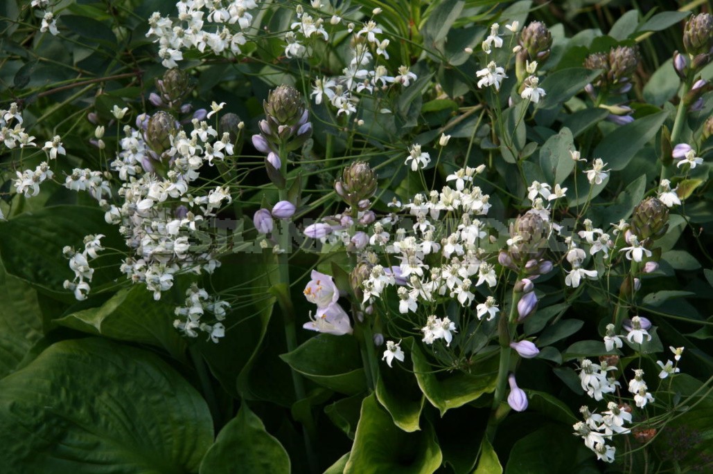 Clematis From My Collection: Types, Varieties, Photos