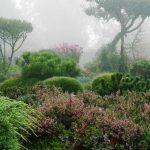 Compositions With Conifers And Their Companions In The Garden