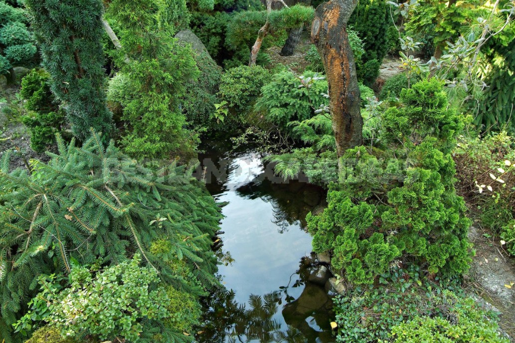 Compositions With Conifers And Their Companions In The Garden