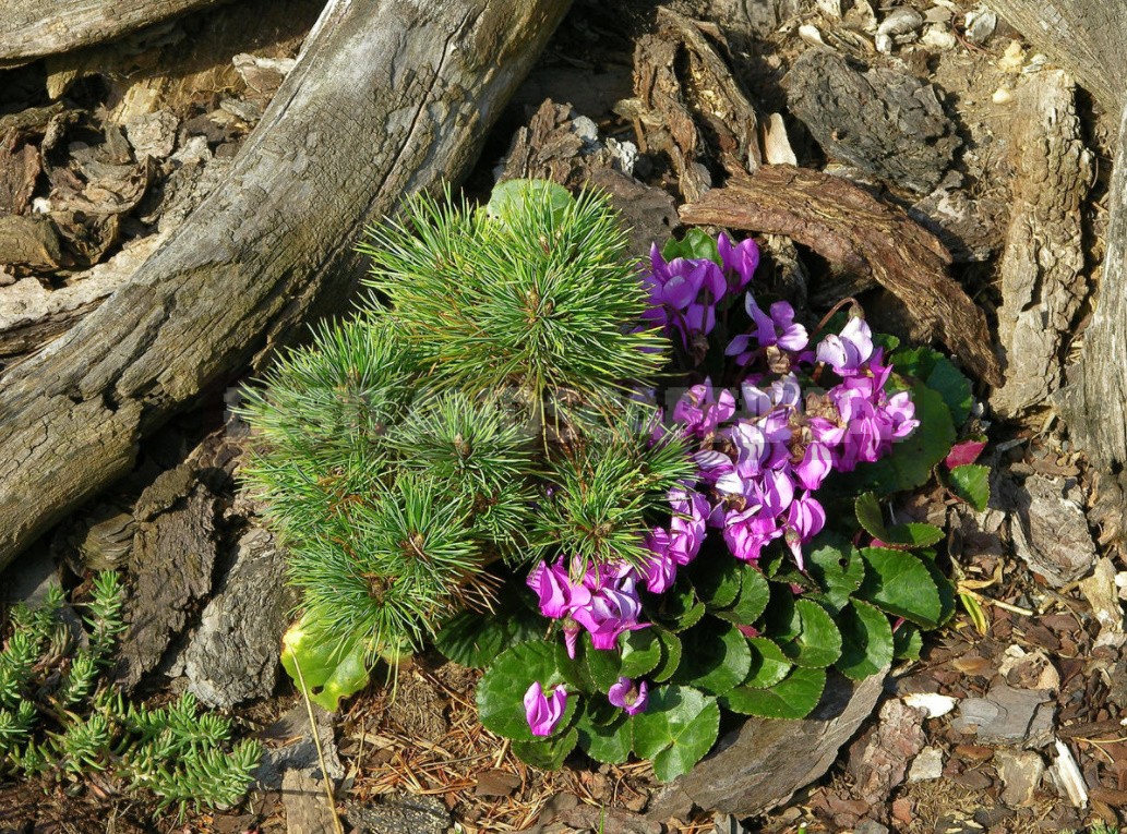 Compositions With Conifers And Their Companions In The Garden