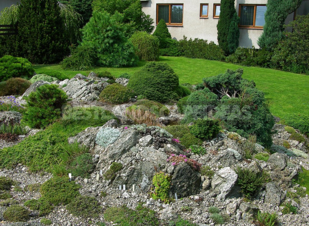 Compositions With Conifers And Their Companions In The Garden