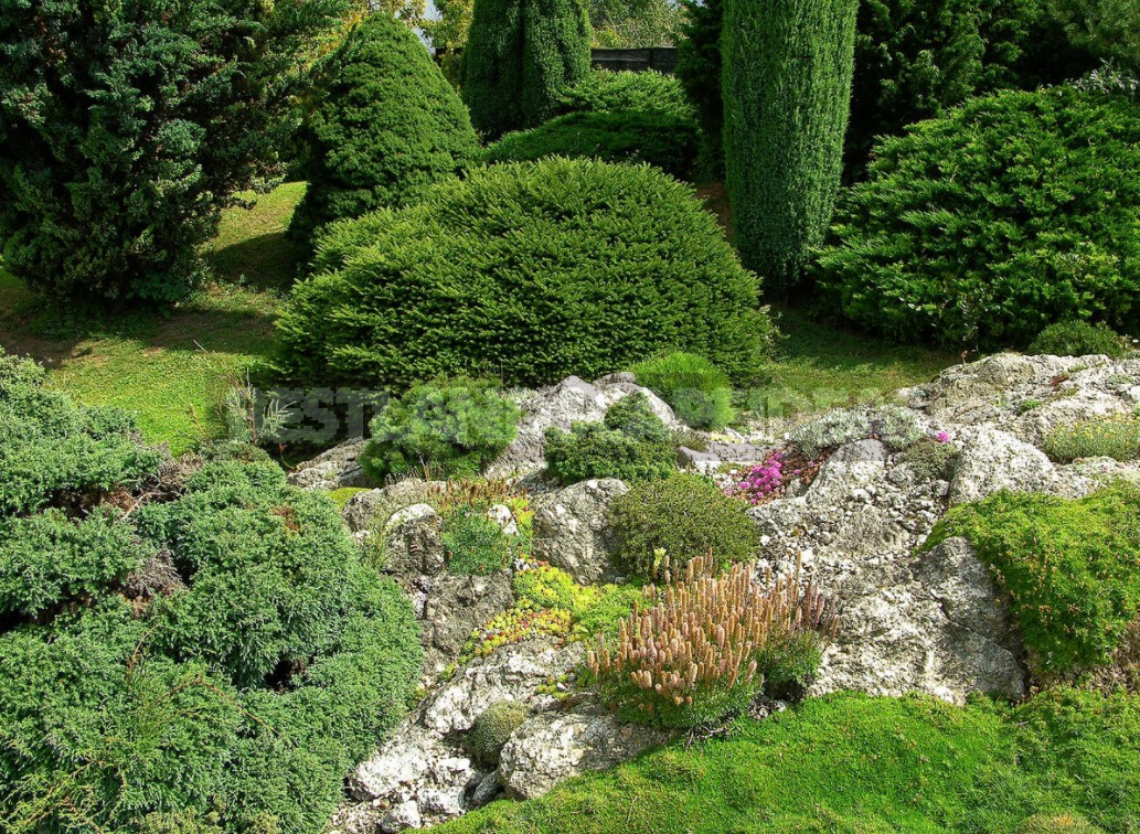 Compositions With Conifers And Their Companions In The Garden