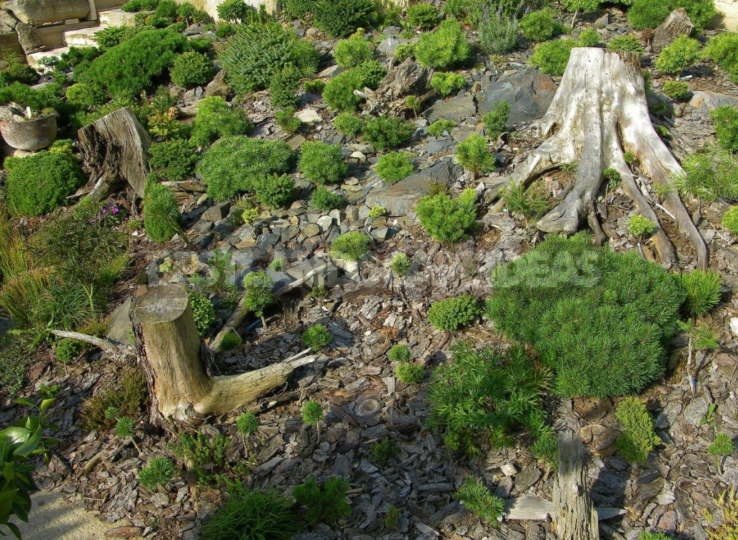 Compositions With Conifers And Their Companions In The Garden