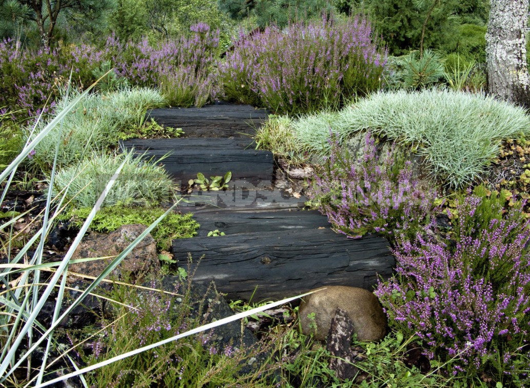 Compositions With Conifers And Their Companions In The Garden