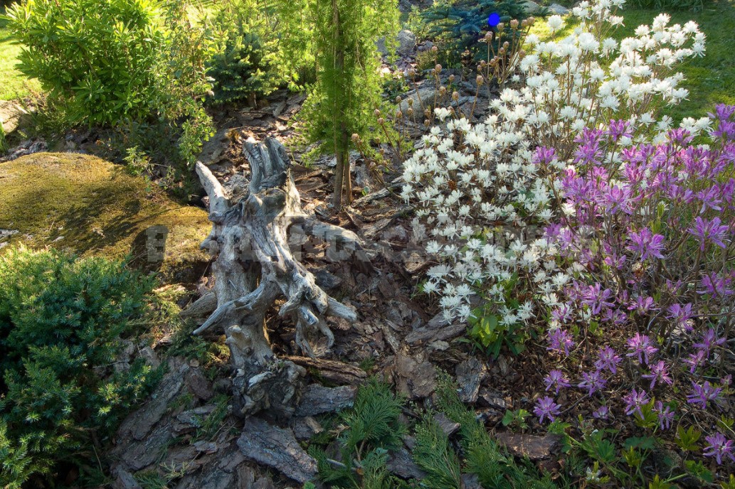 Compositions With Conifers And Their Companions In The Garden