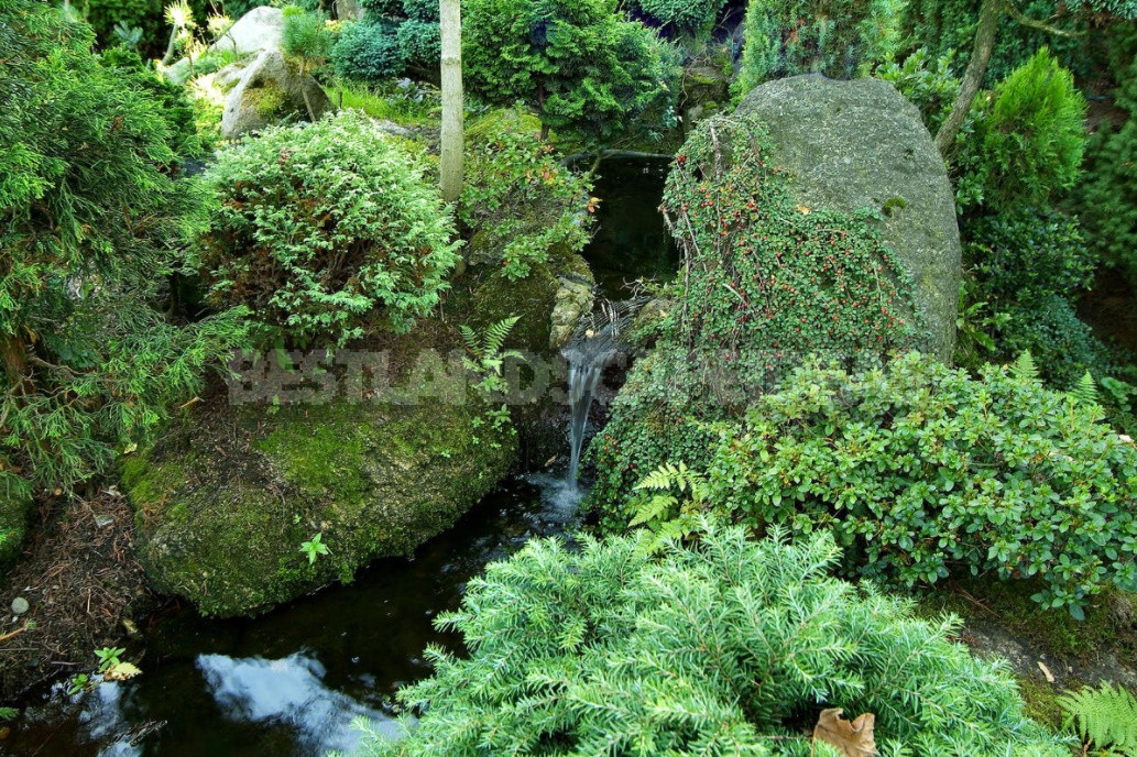 Compositions With Conifers And Their Companions In The Garden