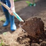 Fungal Diseases Of Plants: Causes, Method Of Protection