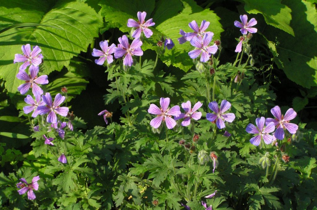 Garden And Wild Geraniums: Types, Photos