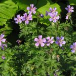Garden And Wild Geraniums: Types, Photos