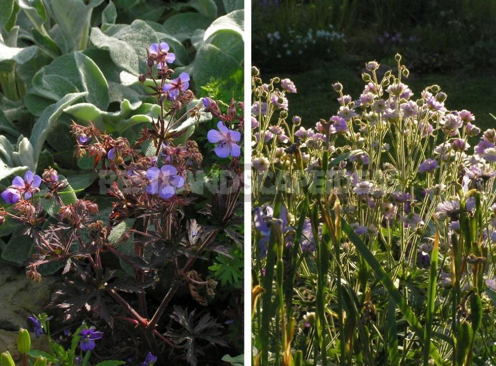 Garden And Wild Geraniums: Types, Photos