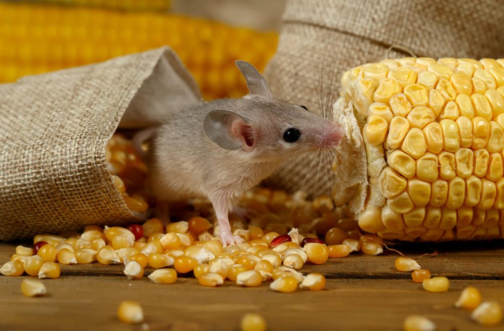 How To Get Rid Of Mice In a Country House