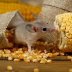 How To Get Rid Of Mice In a Country House