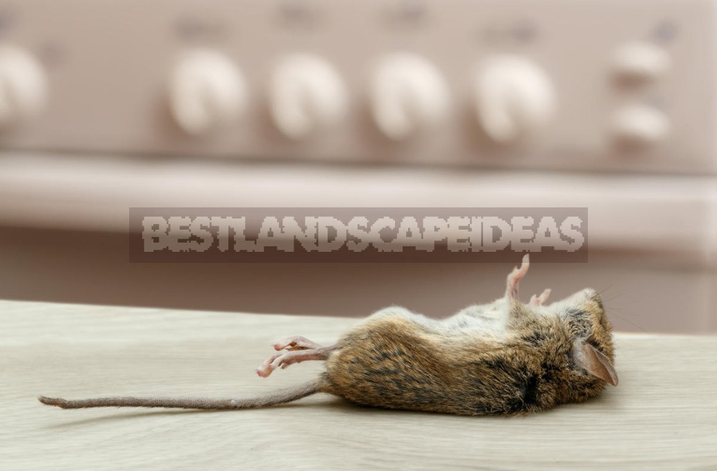 How To Get Rid Of Mice In a Country House