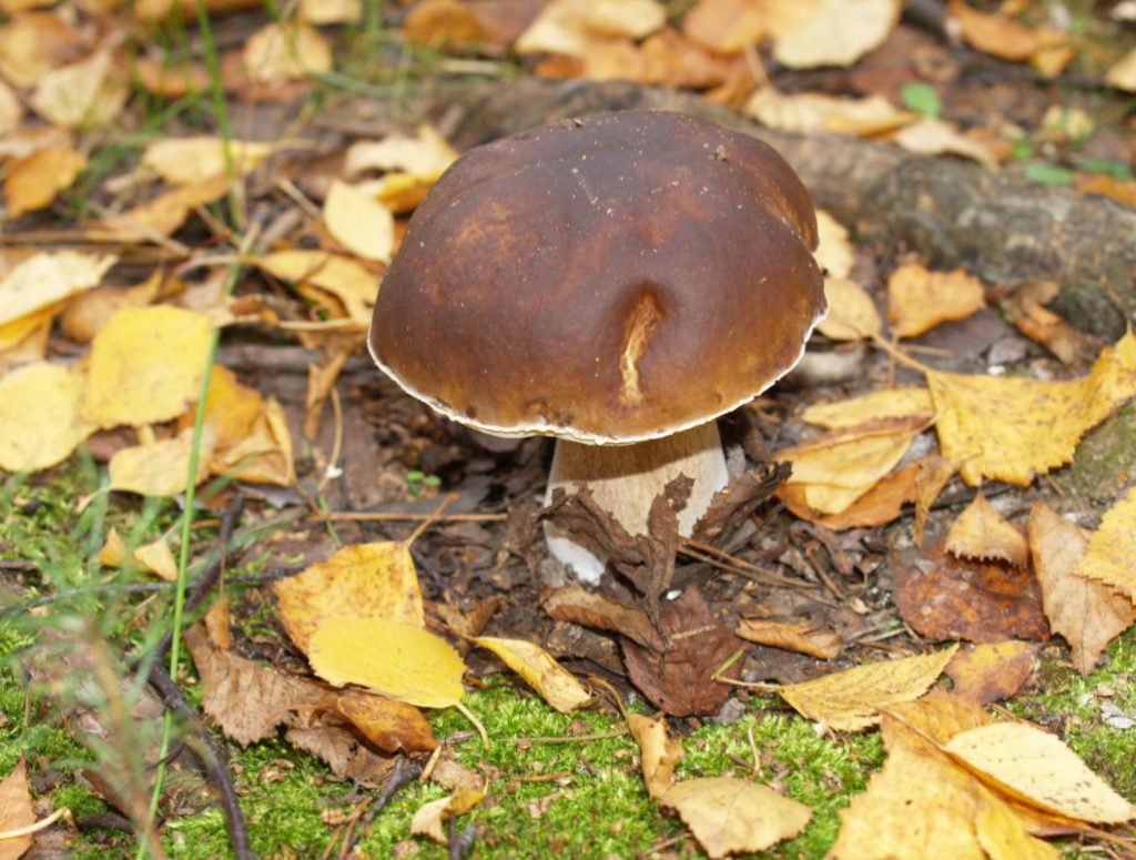 How To Grow Mushrooms In The Country: tips For Transplanting From The Forest And Sowing (Part 1)