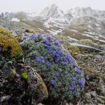 Life On High: The Flora Of Tibet