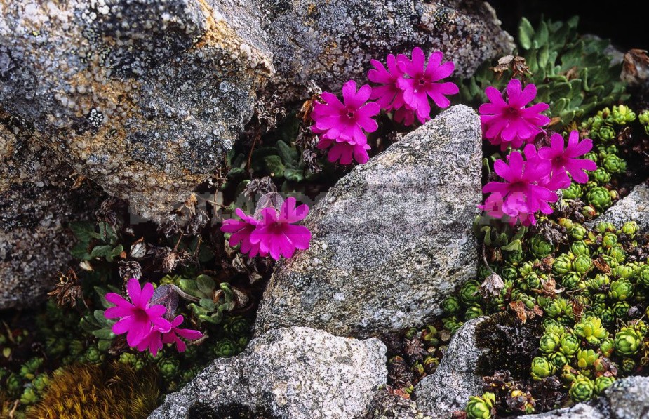 Life On High: The Flora Of Tibet