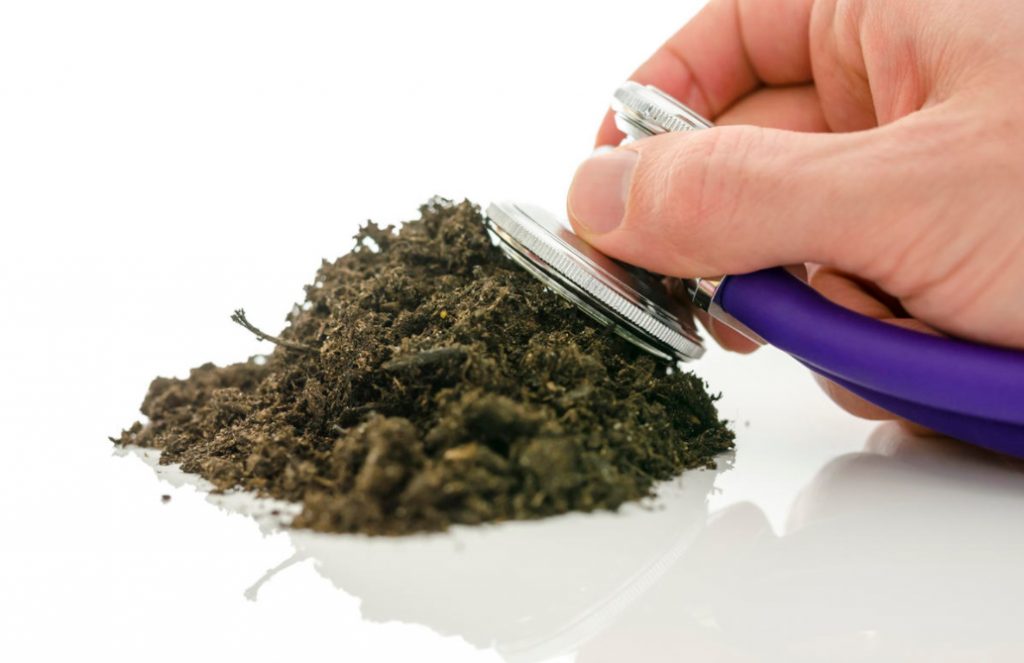 Natural Remedies That Help Restore Soil Health