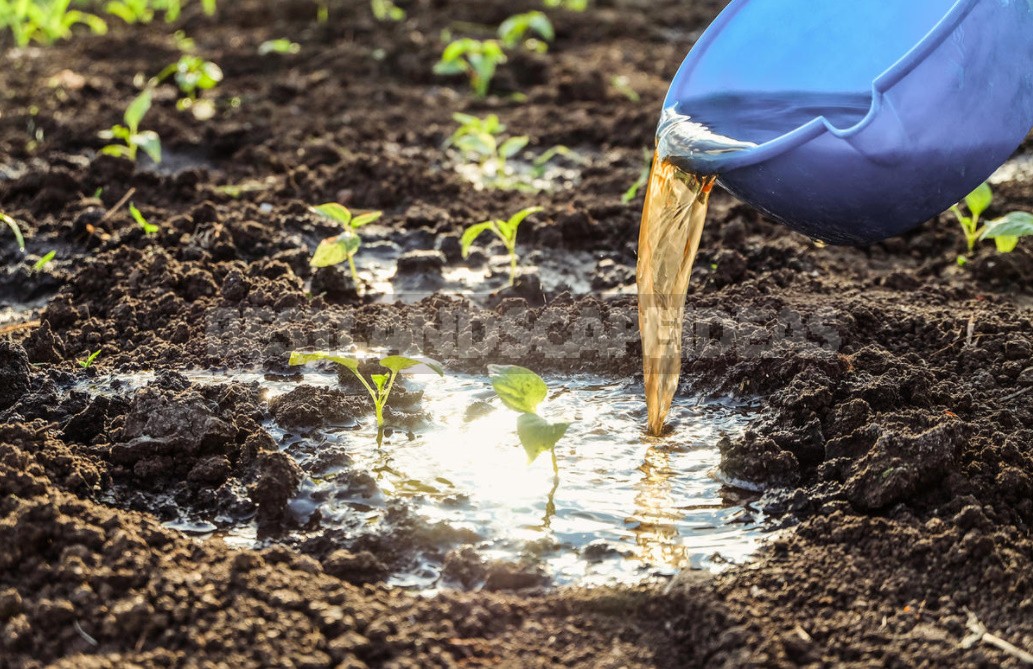 Natural Remedies That Help Restore Soil Health