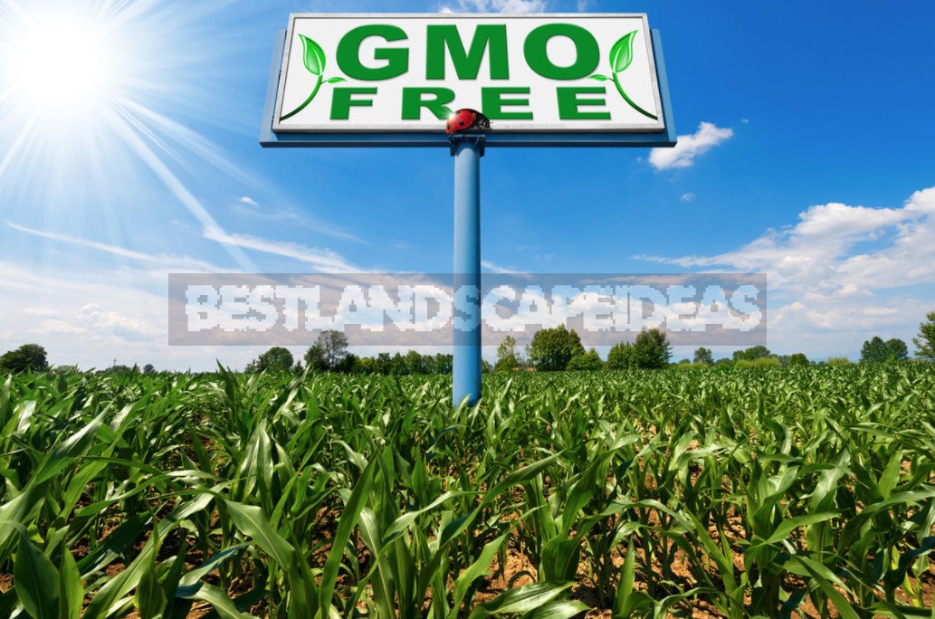 Once Again About GMOs