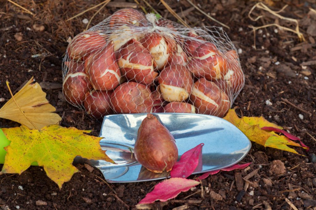 Planting Bulbs In Autumn: November – It’s Not Too Late!