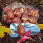Planting Bulbs In Autumn: November – It’s Not Too Late!