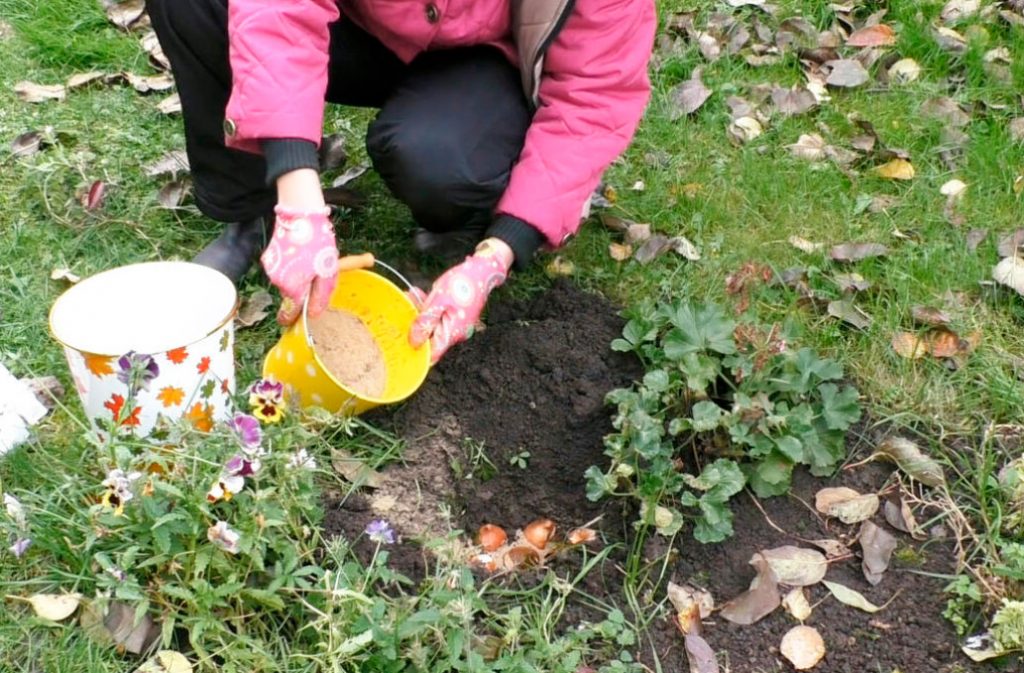 Planting Bulbs In Autumn November It's Not Too Late! Best