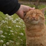 Ringworm: What Is The Danger Of This Disease?