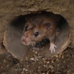 Rodent Problems In The Country