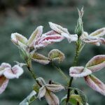Shelter Plants For The Winter: Do No Harm! (Part 2)