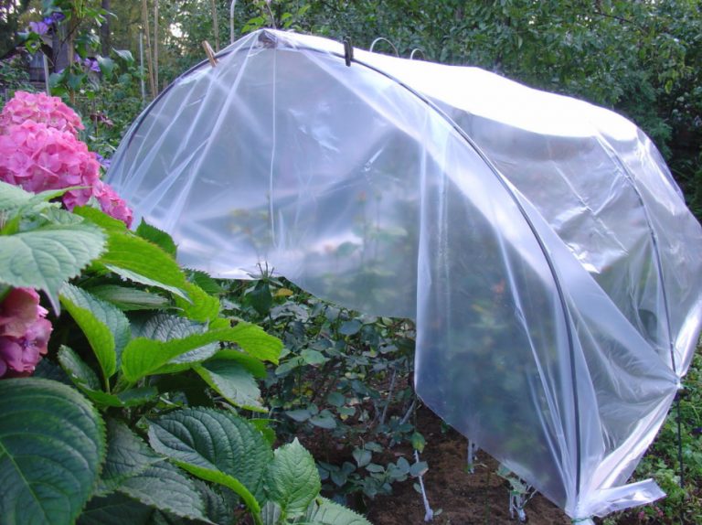 Shelter Plants For The Winter Do No Harm! (Part 2) Best Landscape Ideas