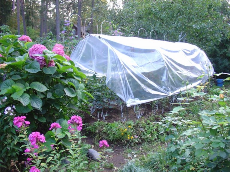 Shelter Plants For The Winter Do No Harm! (Part 2) Best Landscape Ideas