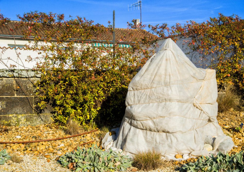 Shelter Plants For The Winter: What Crops To Cover (Part 1)