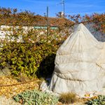 Shelter Plants For The Winter: What Crops To Cover (Part 1)