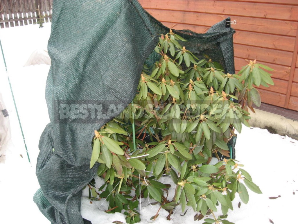 Shelter Plants For The Winter: What Crops To Cover (Part 2)