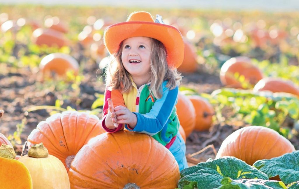 The Most Delicious And Beautiful New Varieties Of Pumpkin