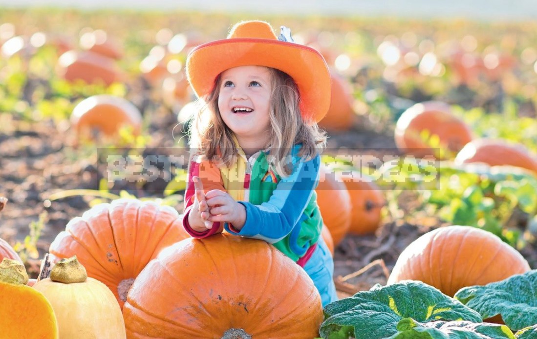 The Most Delicious And Beautiful New Varieties Of Pumpkin - Best ...