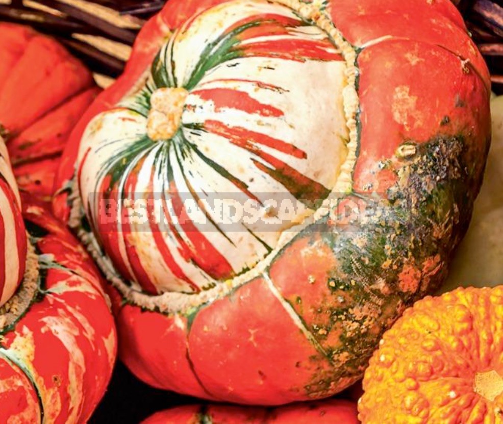 The Most Delicious And Beautiful New Varieties Of Pumpkin
