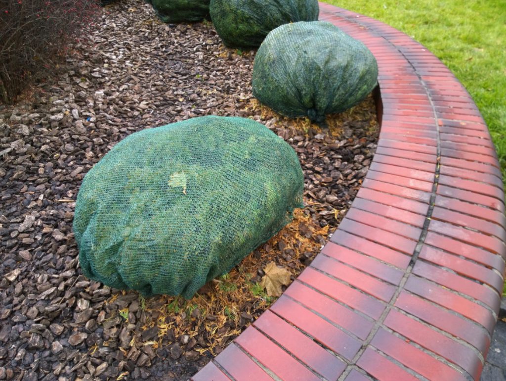 To Survive Under Cover: Three Mistakes That Can Destroy Plants