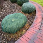 To Survive Under Cover: Three Mistakes That Can Destroy Plants