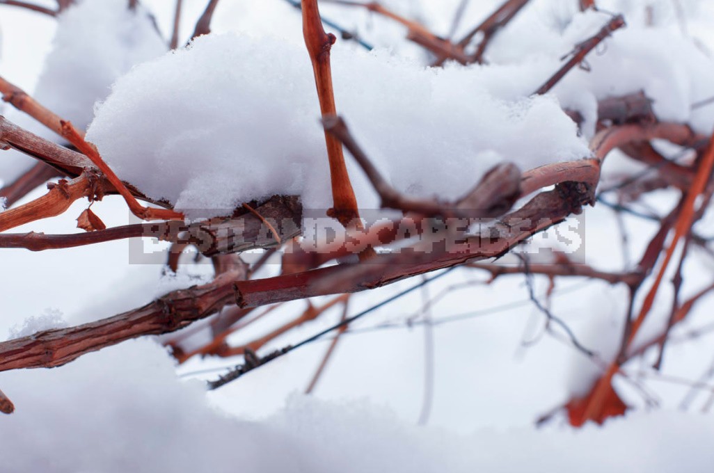 To Survive Under Cover: Three Mistakes That Can Destroy Plants