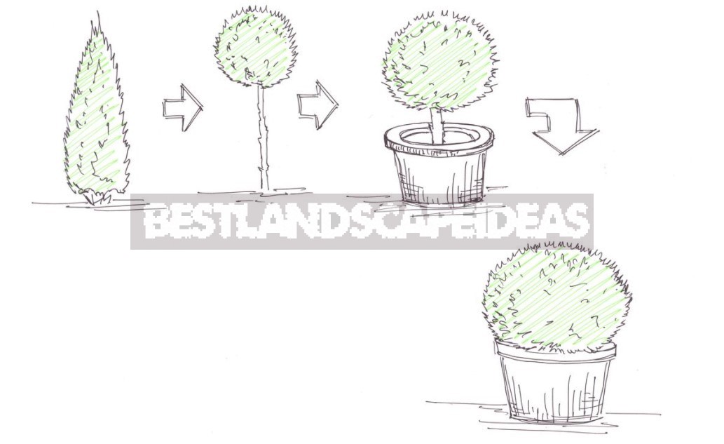 Topiary Plant Cutting: Non-Standard Ideas