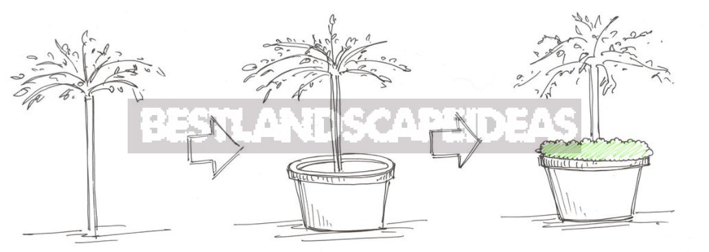 Topiary Plant Cutting: Non-Standard Ideas