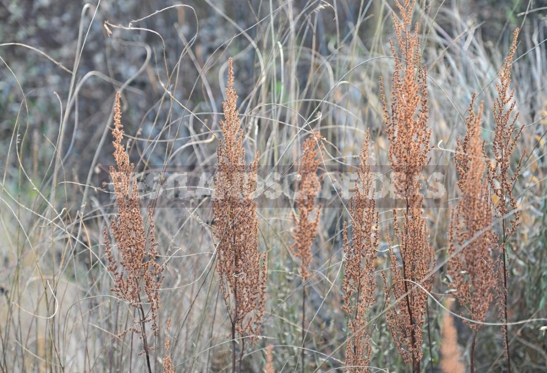 Twenty Perennials For The Flower Garden In November