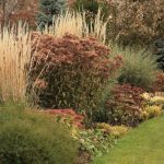 Twenty Perennials For The Flower Garden In November